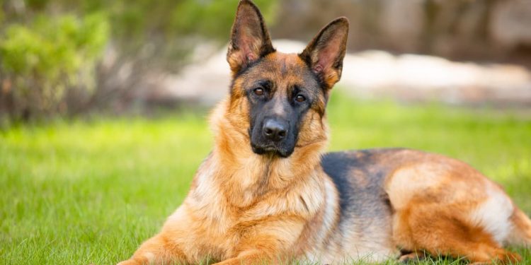 Loja PETmais abre vagas para profissionais 40+ em Manaus: saiba como participar